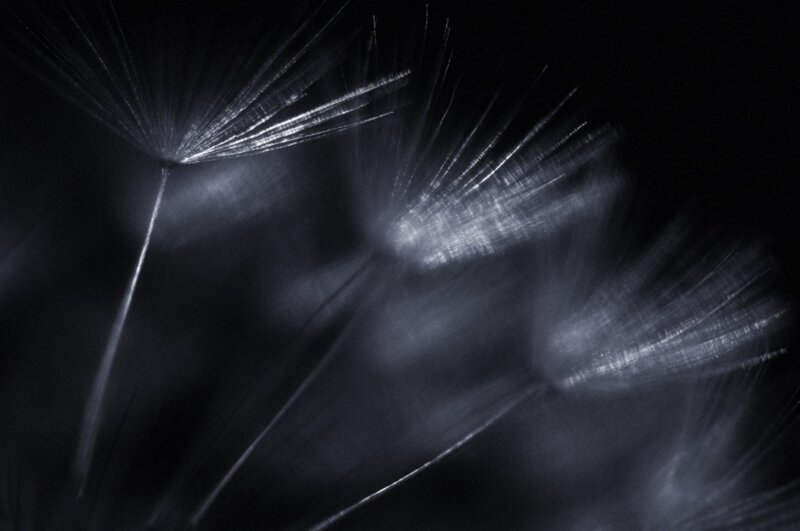 Dandelion Seeds — Black