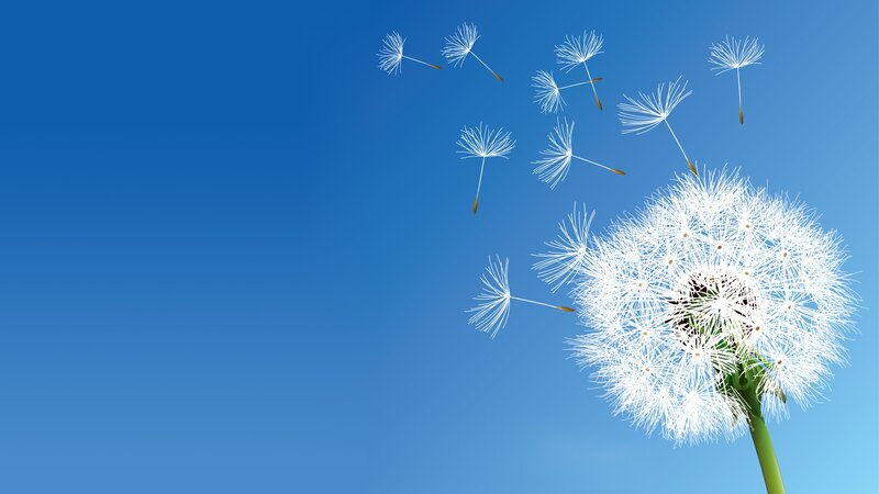 Dandelion Seeds Blowing — Blue, Serene, Afternoon