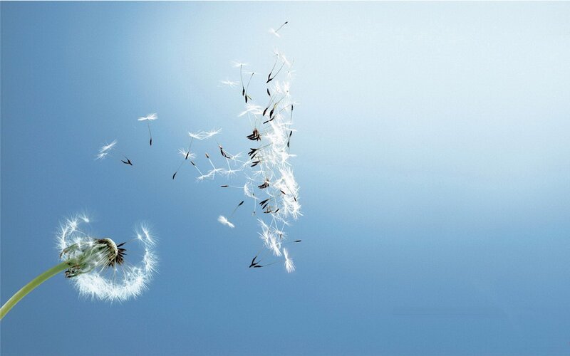 Dandelion Seeds Blowing — Blue, Serene