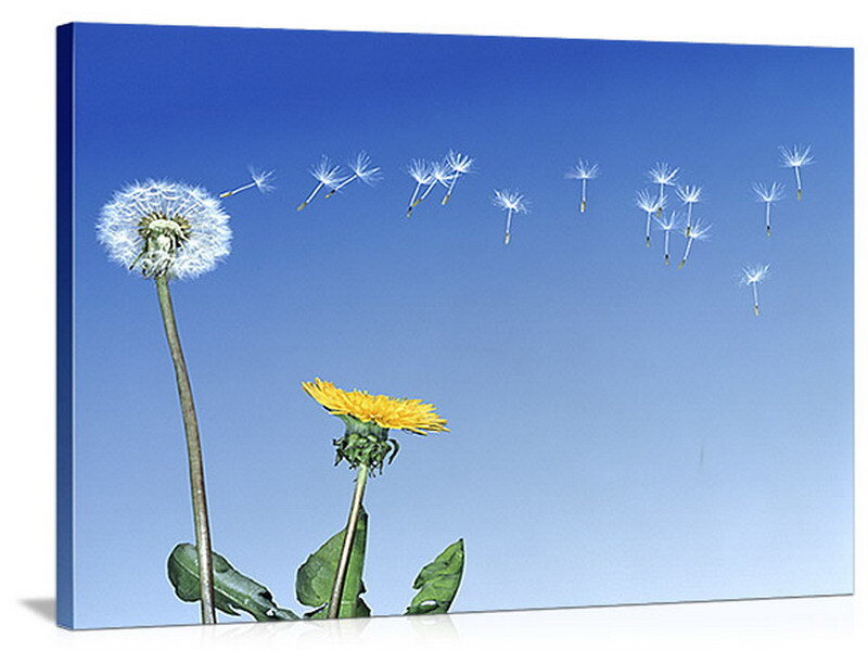 Dandelion seeds blowing in the wind