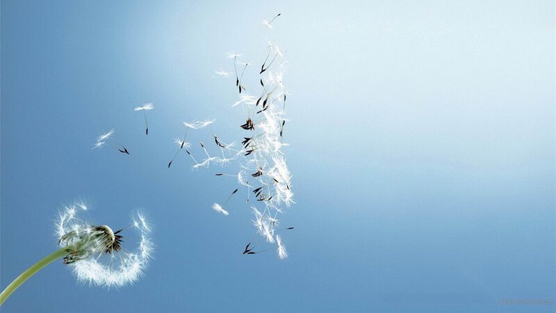 Dandelion Seeds Blowing