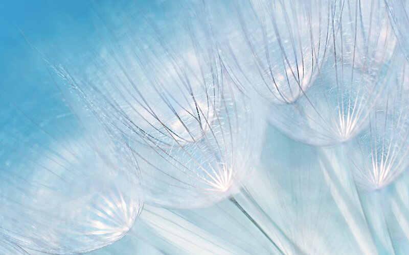 Dandelion Seeds — Blue, Serene, Photograph, Sky