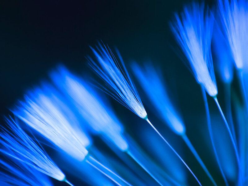 Dandelion Seeds — Blue, Serene, Photograph, Stem