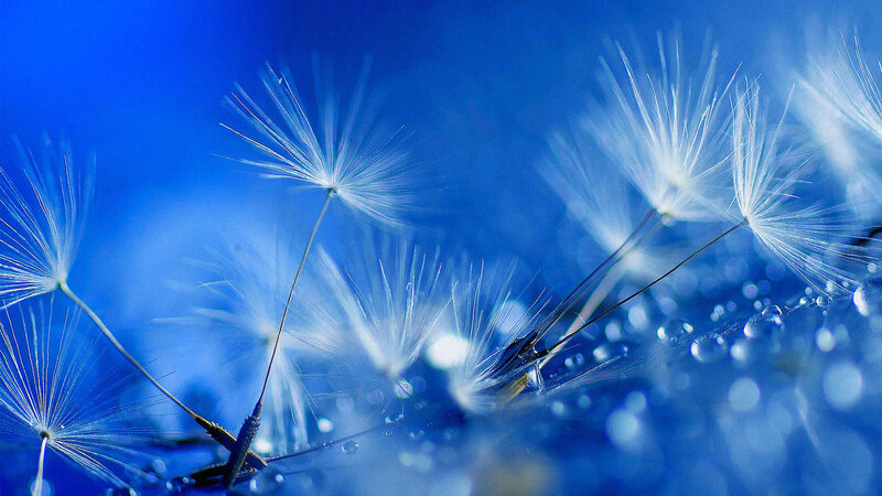 Dandelion Seeds — Blue, Serene, Photograph