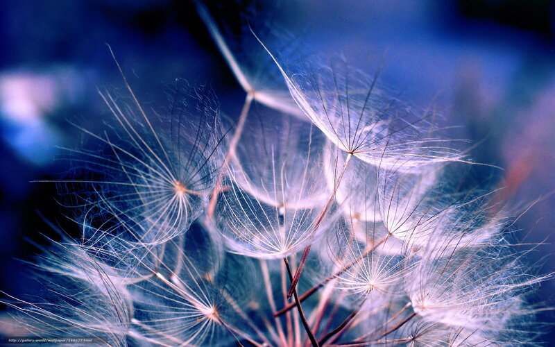 Dandelion Seeds — Blue, Serene