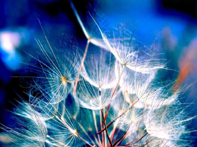 Dandelion Seeds — Blue