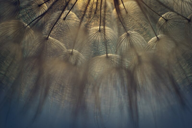 Dandelion Seeds — Brown