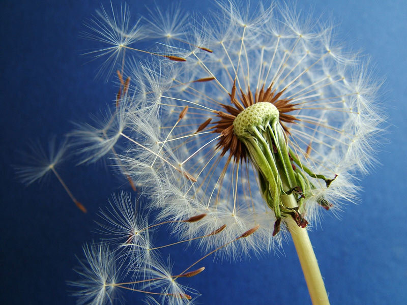 Dandelion seeds dispersing