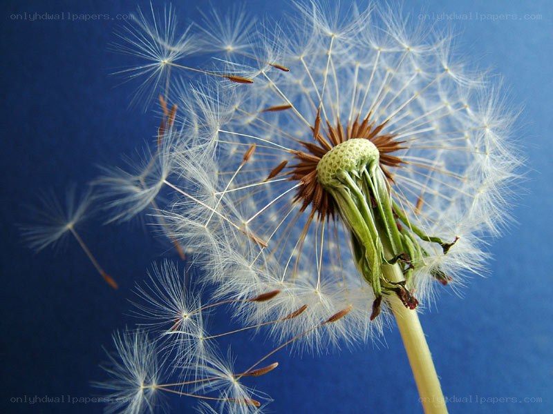 Dandelion seeds dispersing