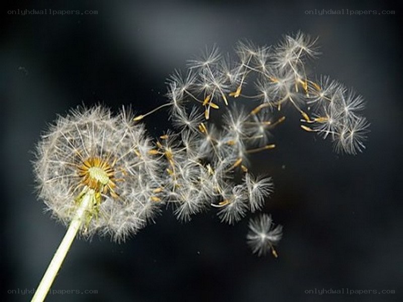 Dandelion seeds dispersing
