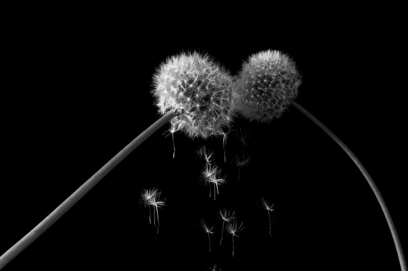 Dandelion Seeds Dispersing — Black