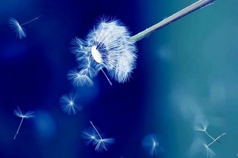 Dandelion Seeds Dispersing — Blue, Serene