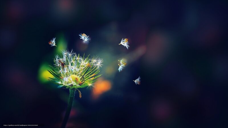 Dandelion Seeds Dispersing — Green, Serene, Night, Photograph, Flower, Stem