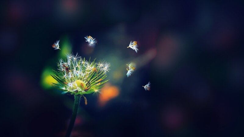 Dandelion Seeds Dispersing — Green, Serene, Night, Photograph, Stem