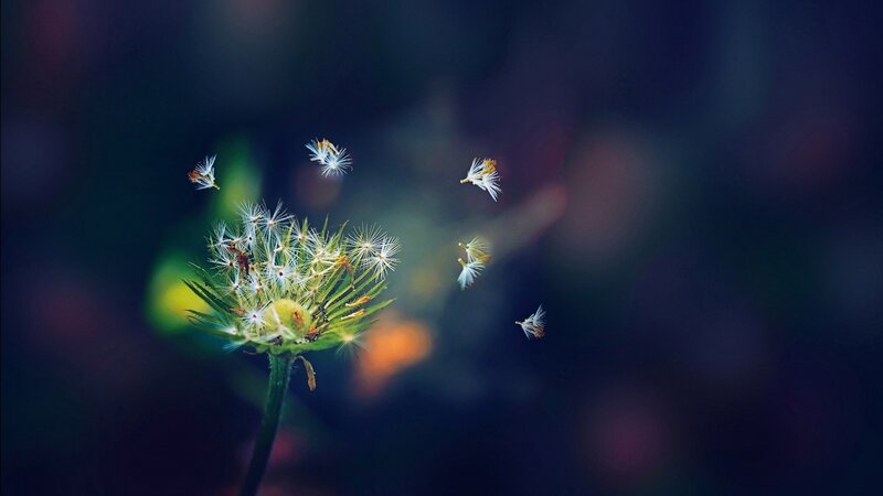 Dandelion Seeds Dispersing — Green, Serene, Night