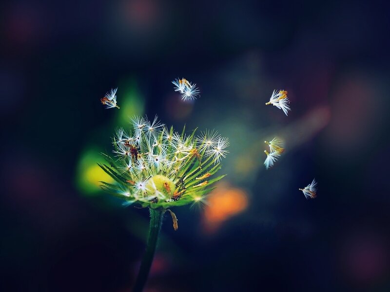 Dandelion Seeds Dispersing — Green, Serene