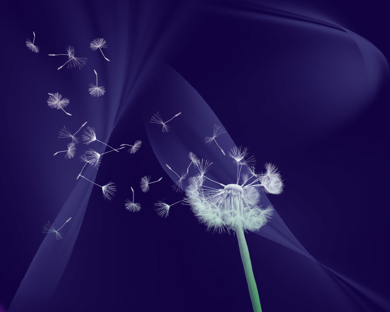 Dandelion Seeds Dispersing — Purple