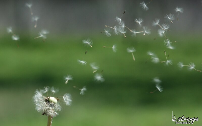 Dandelion Seeds Dispersing — White, Calm, Afternoon