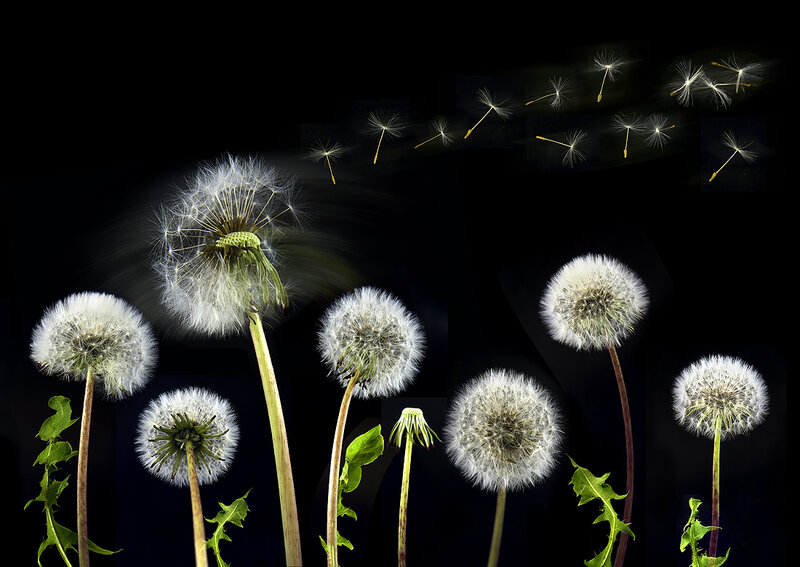 Dandelion Seeds Dispersing — White
