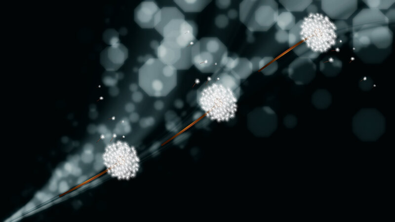 Dandelion Seeds Floating — Black