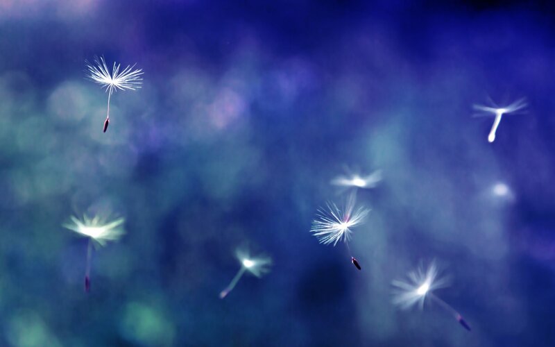 Dandelion Seeds Floating — Blue, Serene, Photograph