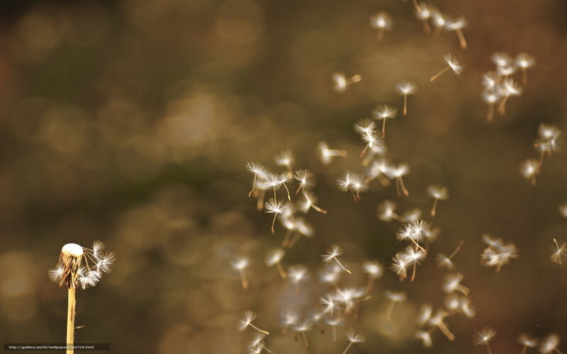 Dandelion Seeds Floating — Brown