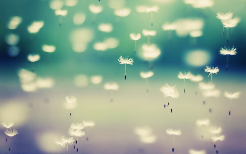 Dandelion Seeds Floating — Green, Serene, Afternoon