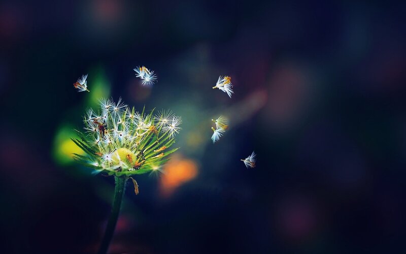 Dandelion Seeds Floating — Green, Serene, Night