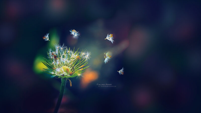 Dandelion Seeds Floating — Green, Serene