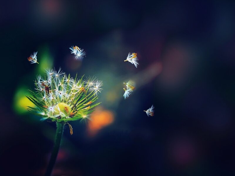 Dandelion Seeds Floating — Green