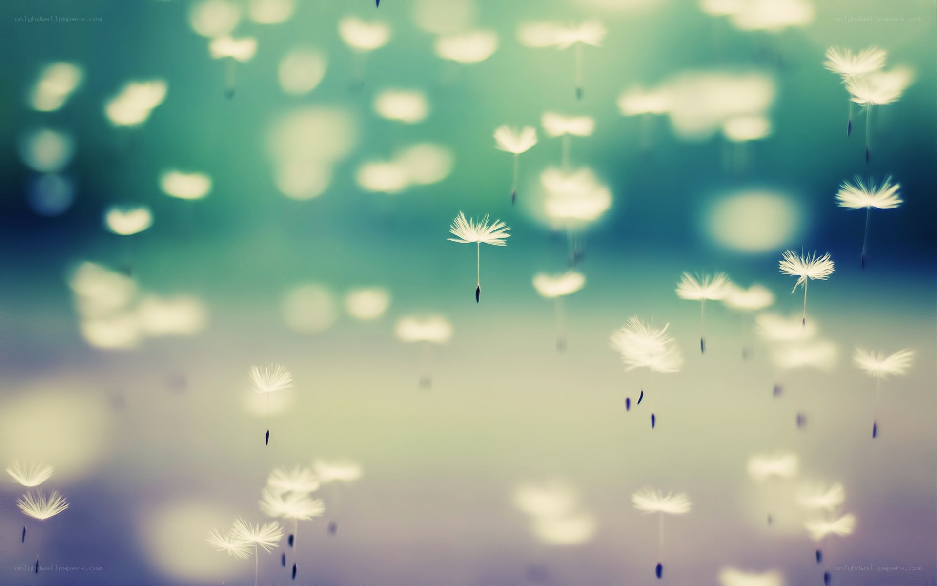 Dandelion seeds floating in air