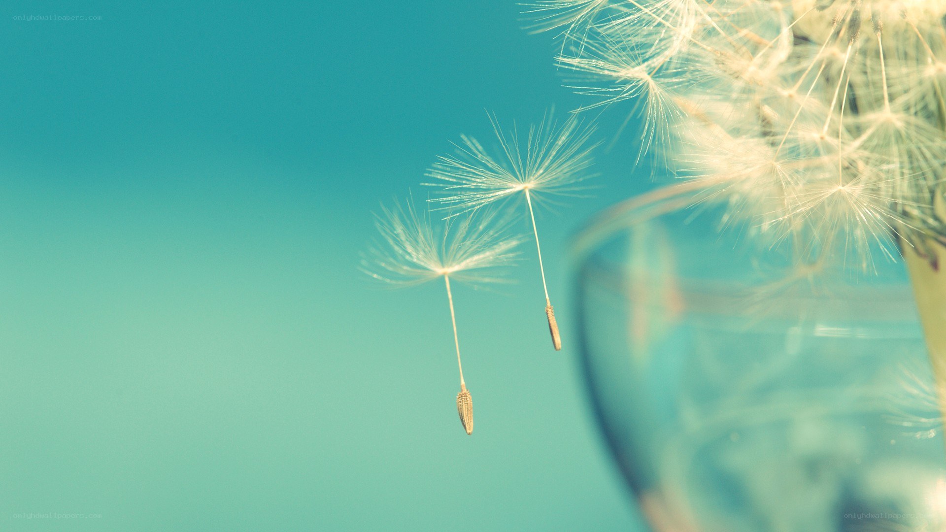 Dandelion seeds floating in air