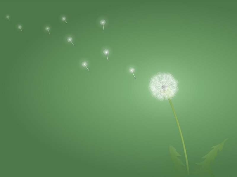 Dandelion seeds floating in air