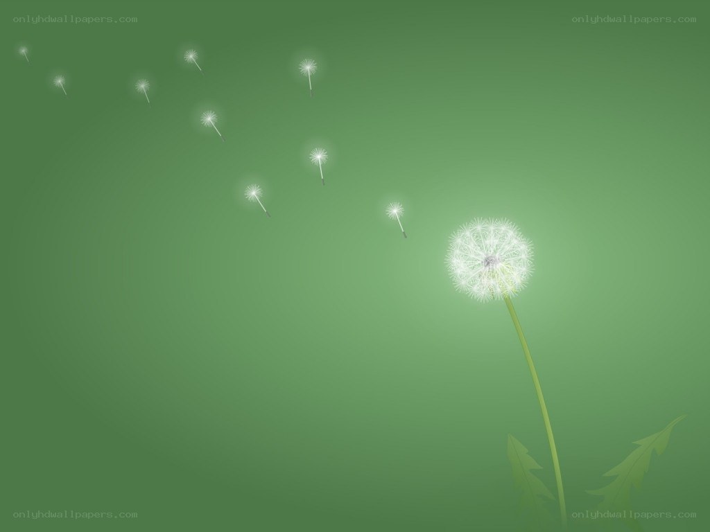 Dandelion seeds floating in air