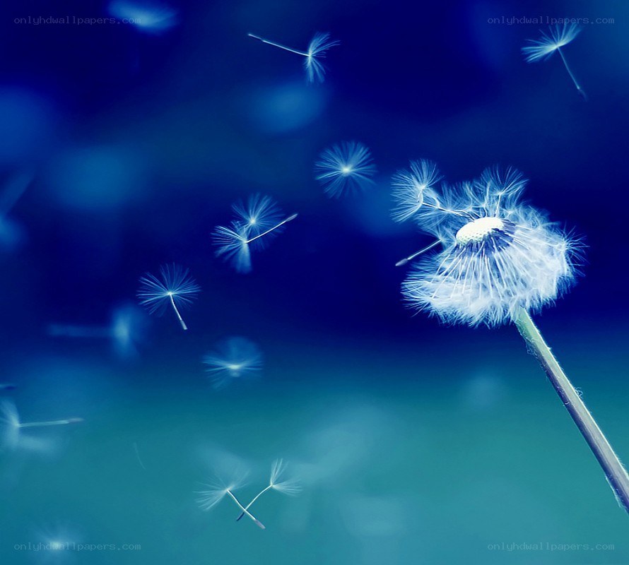 Dandelion seeds floating in blue