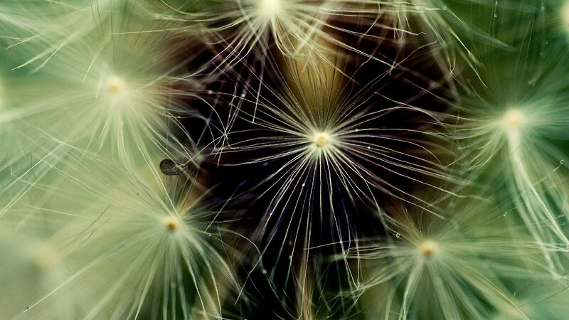 Dandelion Seeds — Green, Serene, Photograph, Stem