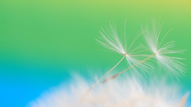 Dandelion Seeds — Green, Serene, Photograph