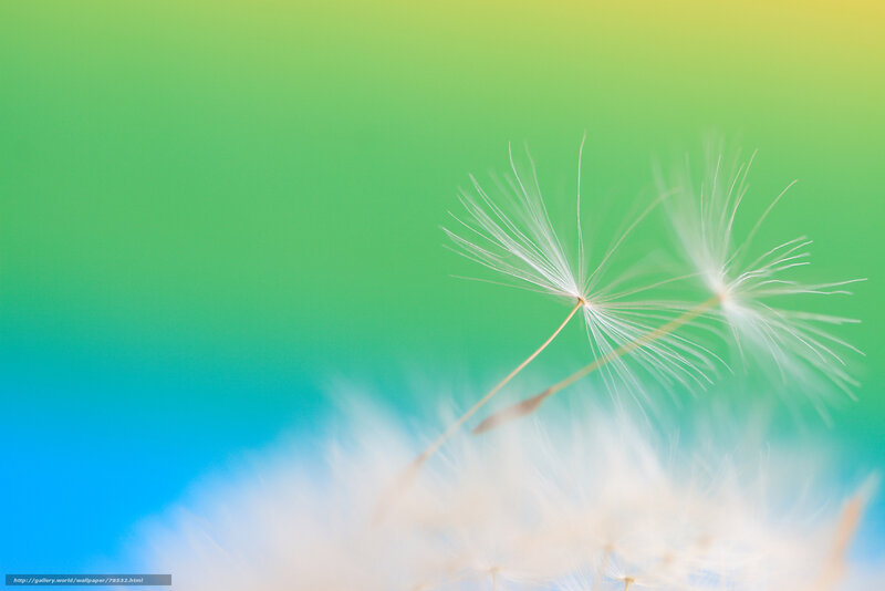 Dandelion Seeds — Green