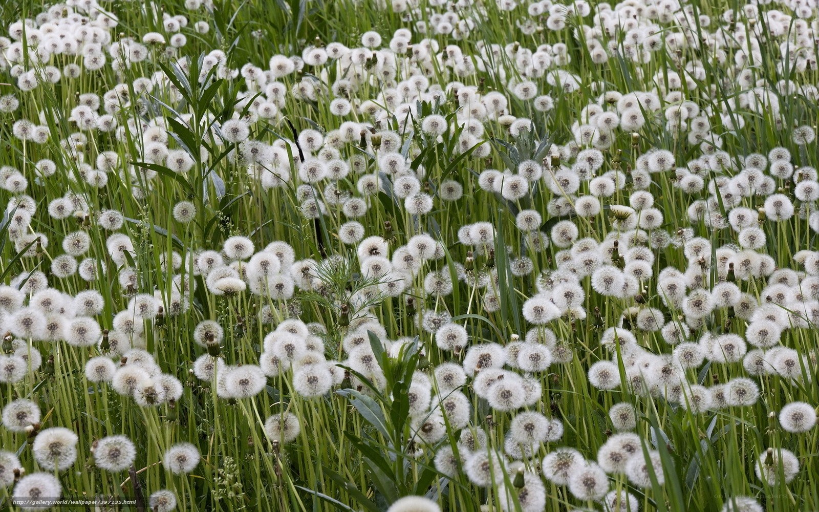 Dandelion seeds in a field