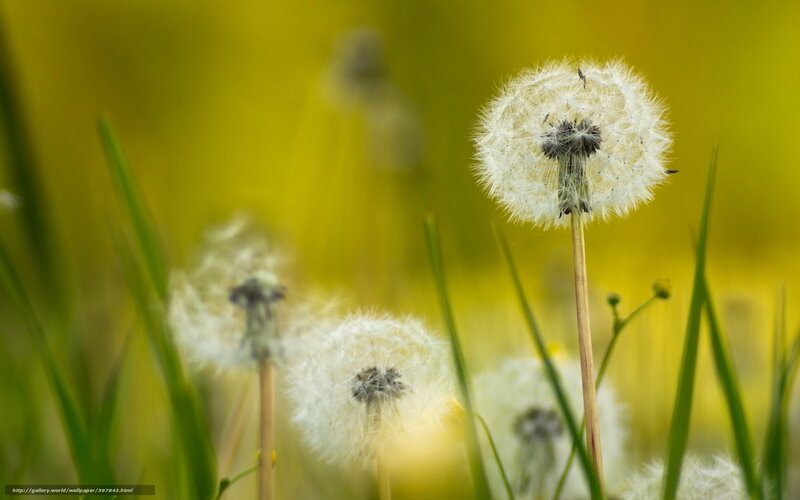 Dandelion seeds in a field