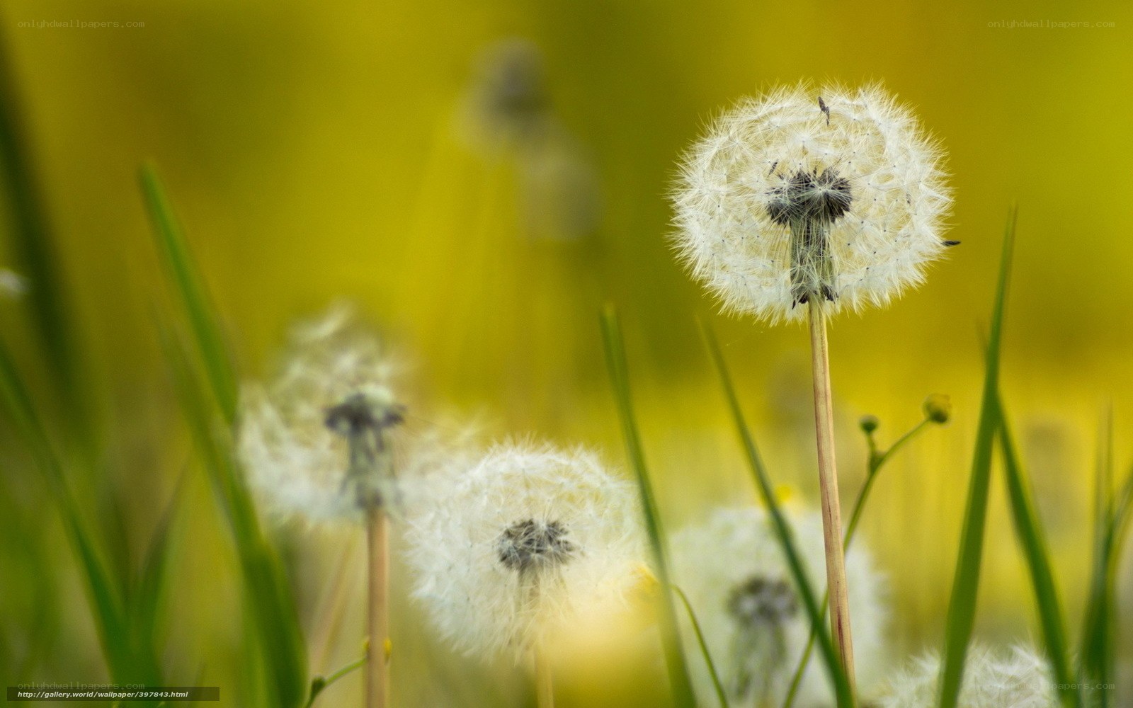 Dandelion seeds in a field