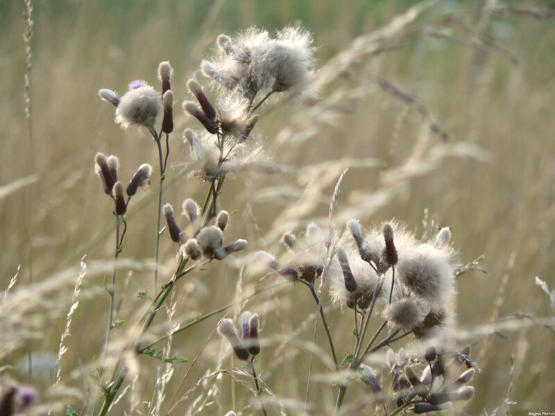 Dandelion seeds in a field