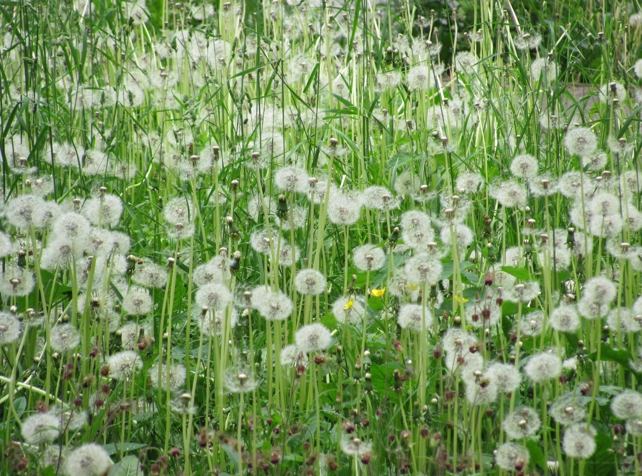Dandelion seeds in a field