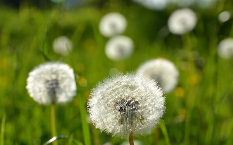 Dandelion seeds in a sunny field