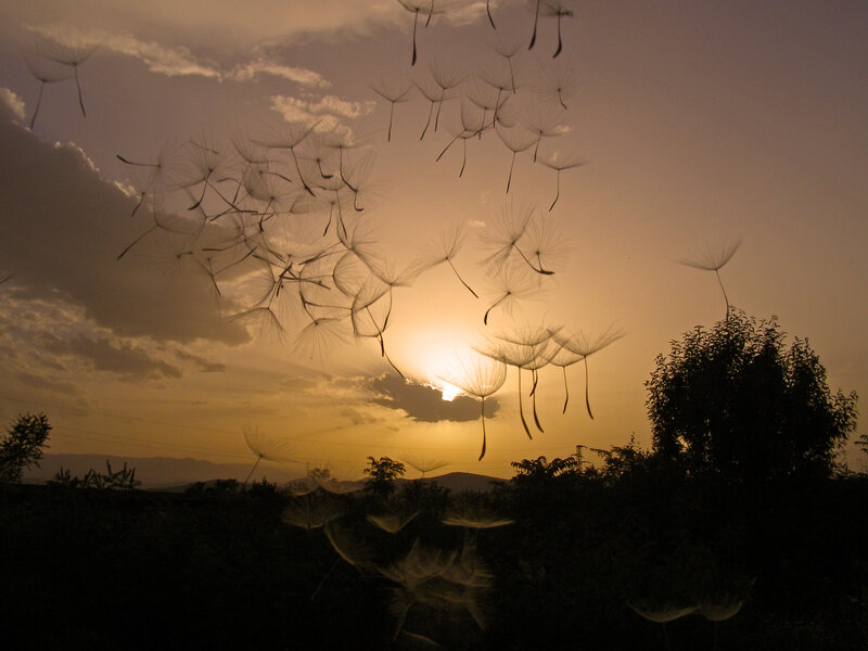 Dandelion Seeds in Air — Orange