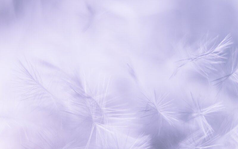 Dandelion Seeds in Air