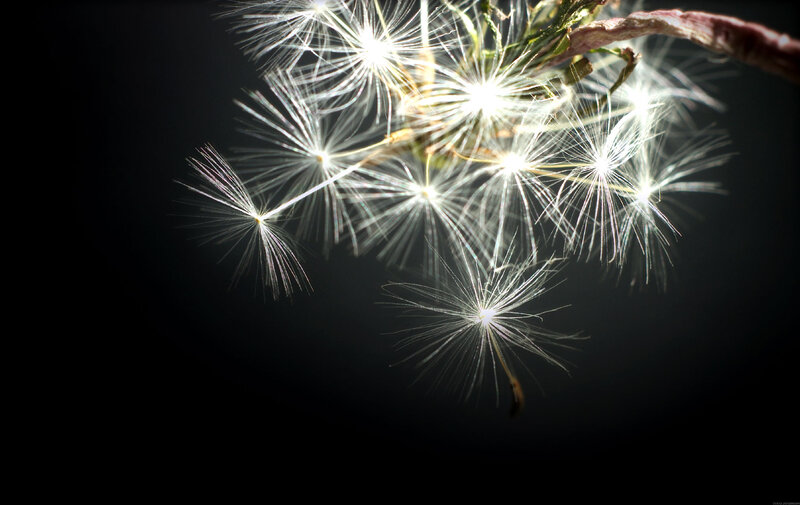 dandelion seeds in backlight