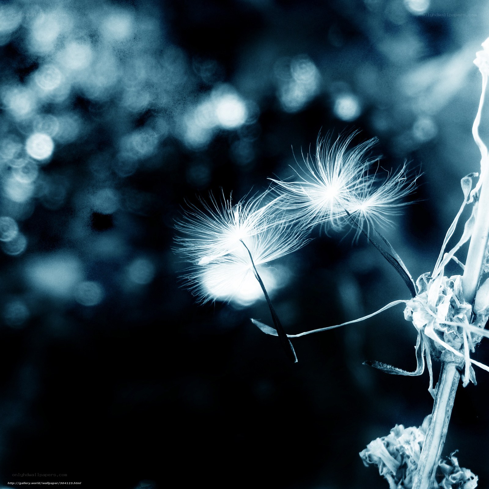 Dandelion seeds in blue light