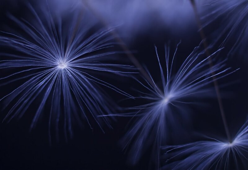 dandelion seeds in blue light