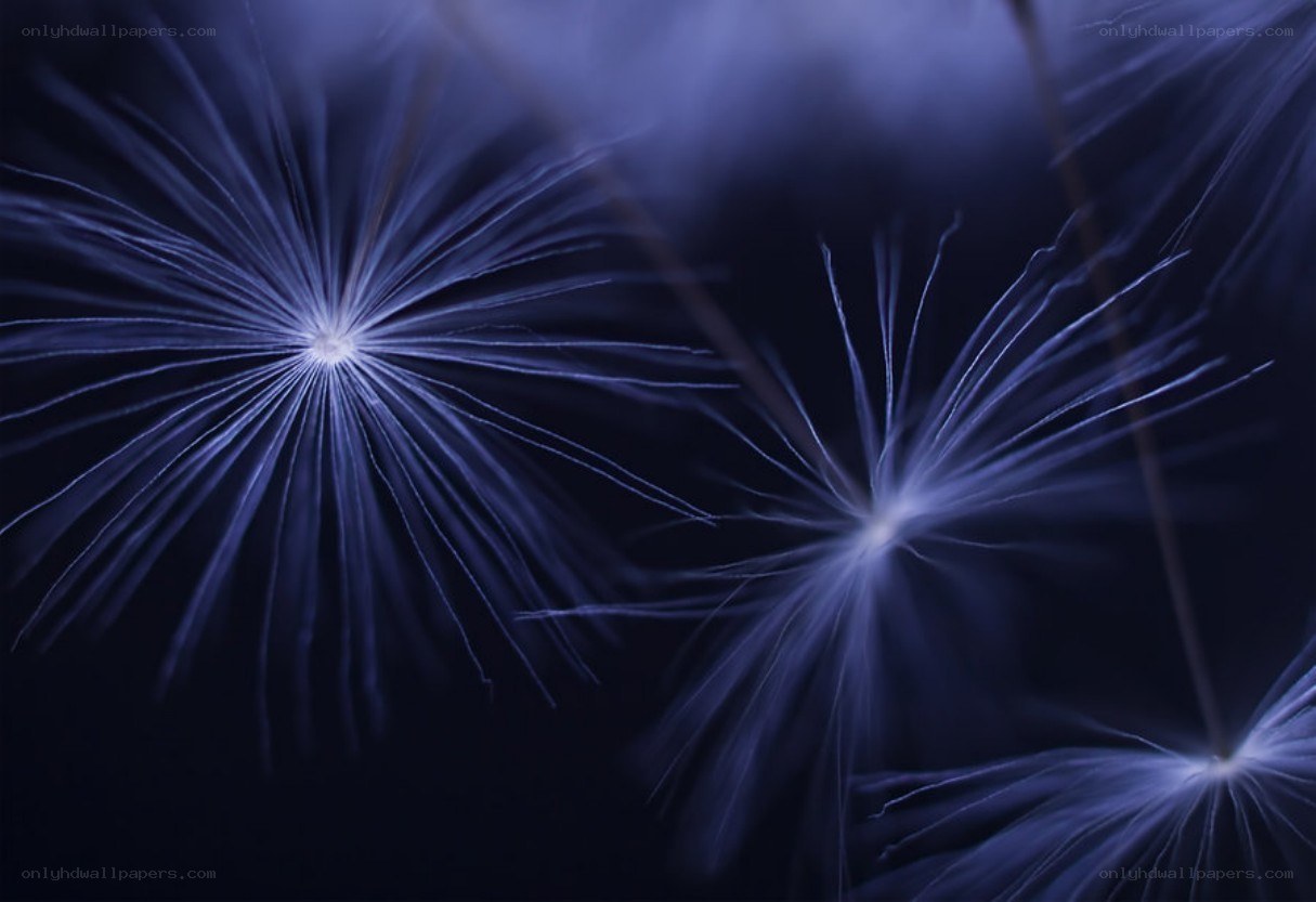 dandelion seeds in blue light